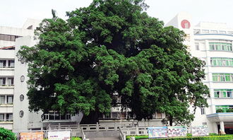 作文,一棵,校園里,大榕樹