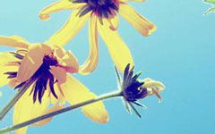 有關(guān)校園一角的作文300字