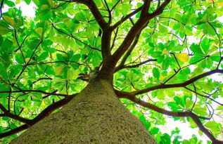 校園中的大樹(shù)作文題目