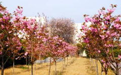 校園一景片段作文200字左右,校園一景片段作文300字,描寫校園春景的片段作文