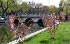 小學校園的春天美景的作文