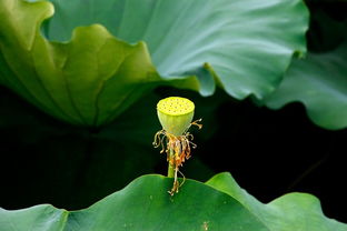 校園的寶巾花作文