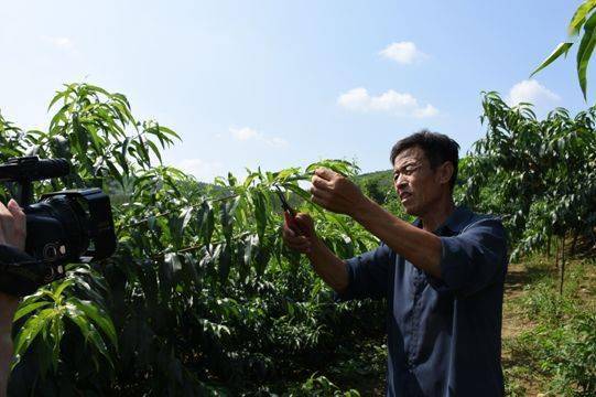 校園里的桃樹作文怎么寫