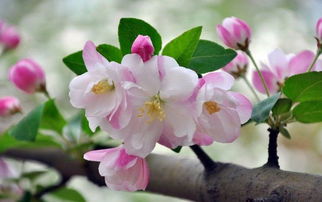 描寫校園海棠花四季的作文