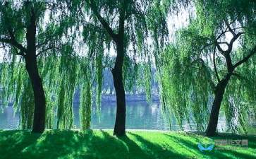 校園的四季柳樹作文