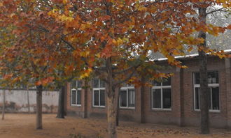 校園梧桐樹作文350字