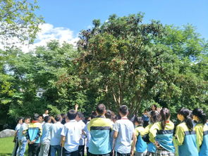 校園里的楊梅樹作文