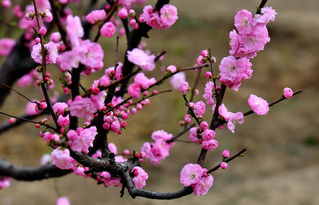 校園景色_梅花作文一千字