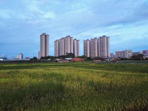 西大校園風(fēng)景作文