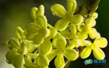 校園丹桂飄香作文600字