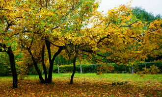 校園的秋景作文600字高中銀杏樹,校園秋景作文600字初二,校園秋景作文600字動靜結(jié)合