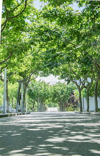 作文《校園林蔭道》四季