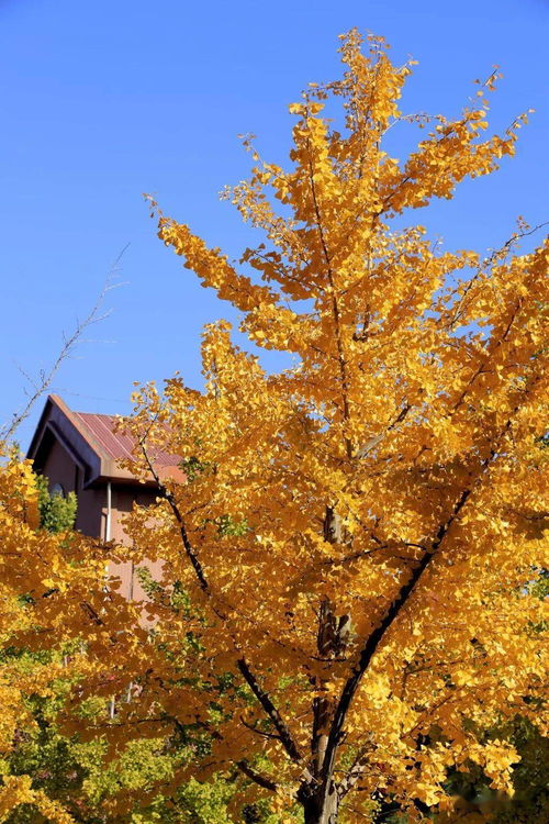 作文校園秋意正濃