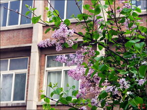 丁香花開的校園作文