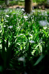 觀察校園里的植物作文,描寫(xiě)校園里的植物的作文,寫(xiě)校園里的植物作文