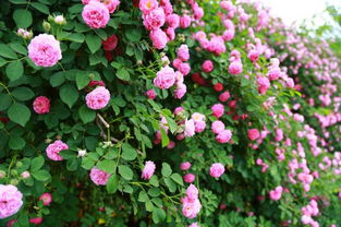 寫校園里的花和草的作文