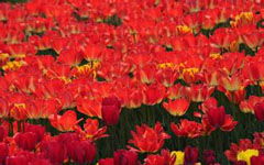 校園里的植物園作文400字,校園的植物園作文300字,校園植物園作文600字