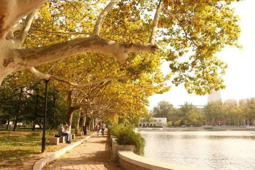 秋景,作文,校園