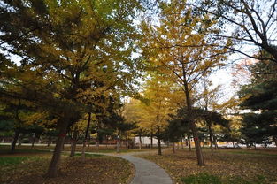 銀杏樹,作文,校園里