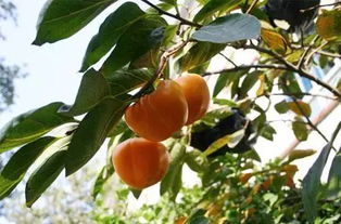 作文,校園,柿子樹