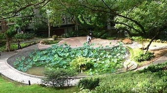 荷花池校園內(nèi)外的作文