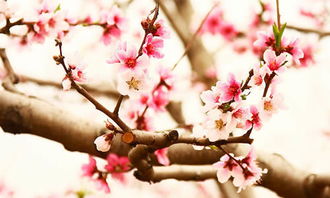 描寫校園的桃花作文三級