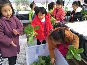 校園義賣蔬菜活動(dòng)作文