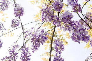 寫校園紫藤長廊的作文