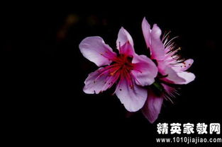 觀察校園桃花作文