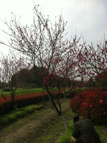 校園風景開頭作文