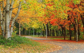 校園秋色作文銀杏