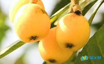 有關(guān)于校園里的枇杷樹的作文