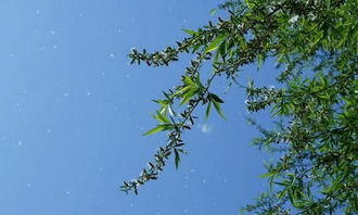 作文,柳絮,假如我是,校園