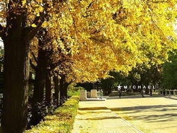 校園里的銀杏樹作文300字三年級,校園里的銀杏樹作文600字,校園里的銀杏樹作文400字