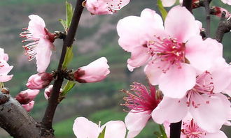 作文,描寫,桃花,校園