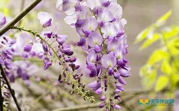 校園的紫藤花架作文,關(guān)于描寫校園紫藤花的作文,紫藤花葡萄藤學(xué)會(huì)分享作文高中