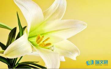 校園里的百合花作文