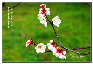 校園的梅花樹400字作文