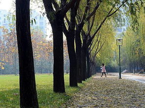 驗(yàn)小學(xué)校園的早晨作文600字