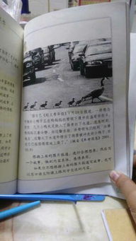 書蟲,作文,校園