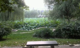 六級作文校園的變化