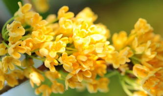 校園桂花作文100200