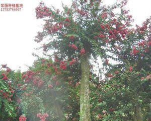 校園里的丁香樹作文,校園的紫薇樹的作文800字,校園里的紫薇樹的作文300個(gè)字三年級(jí)