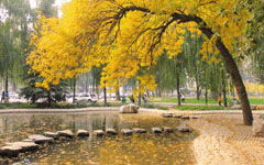 開滿丁香花的校園400字作文六年級(jí),開滿丁香花的校園500字作文,開滿丁香花的校園400字淘氣包張明