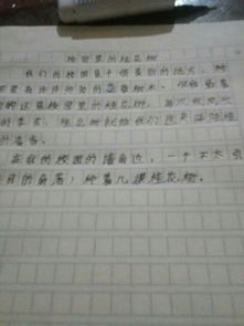 校園的黃角樹(shù)作文400字