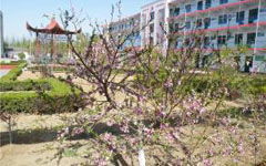 校園的秋天作文250字作文