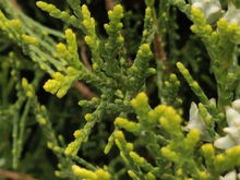 我愛校園的柏樹作文