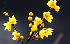 描寫臘梅的作文400字,臘梅托物言志作文400字,冬天的臘梅作文400百字