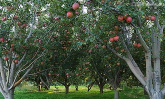 蘋果樹,作文,校園,百字