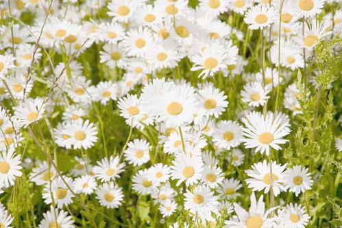 作文,校園里,雛菊